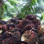 Periode Juni! TBS Bengkulu Stabil Di Angka 2.333 Per Kilogram