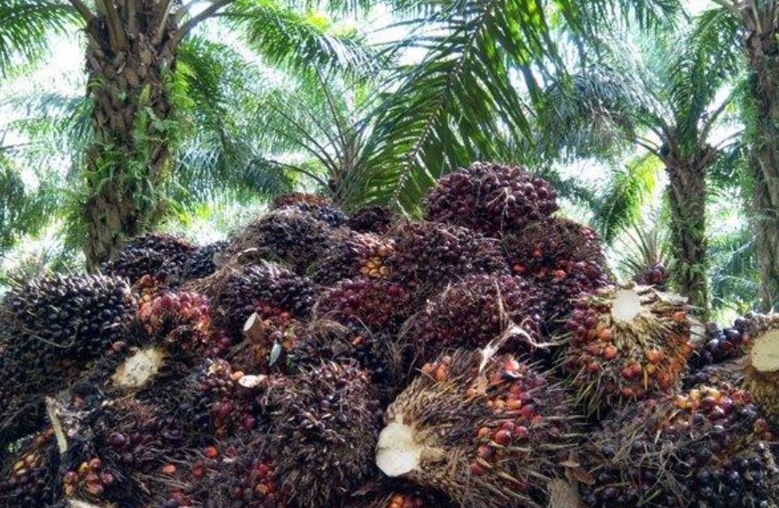 Periode Juni! TBS Bengkulu Stabil Di Angka 2.333 Per Kilogram