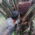 TBS Sawit Bengkulu Rp2,4 Ribu Per Kg Pada April