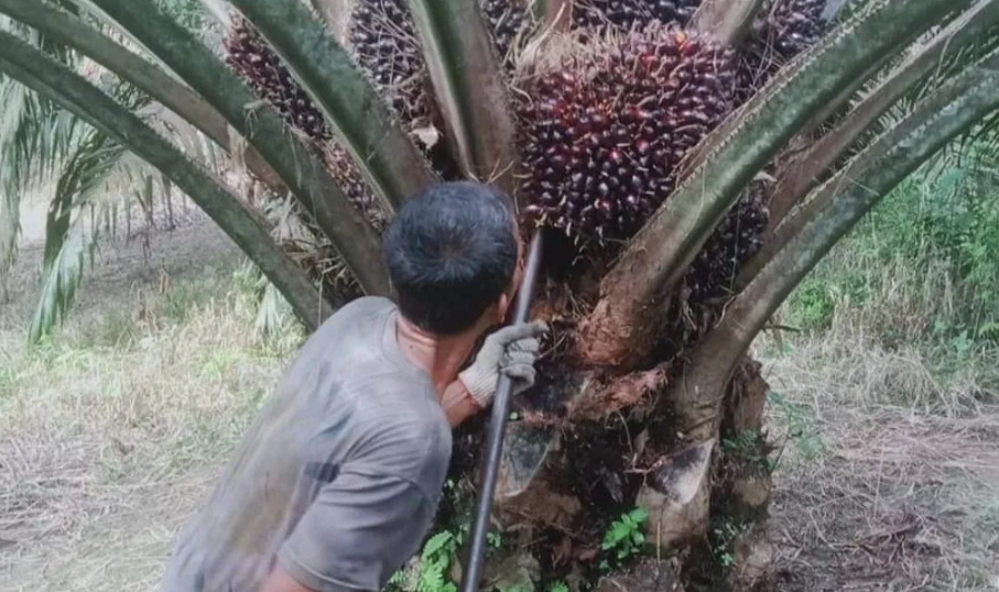 TBS Sawit Bengkulu Rp2,4 Ribu Per Kg Pada April